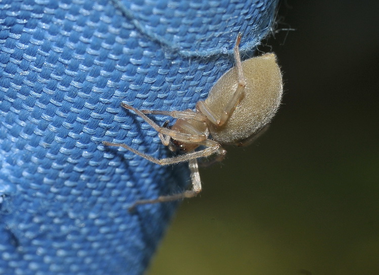 Cheiracanthium sp.